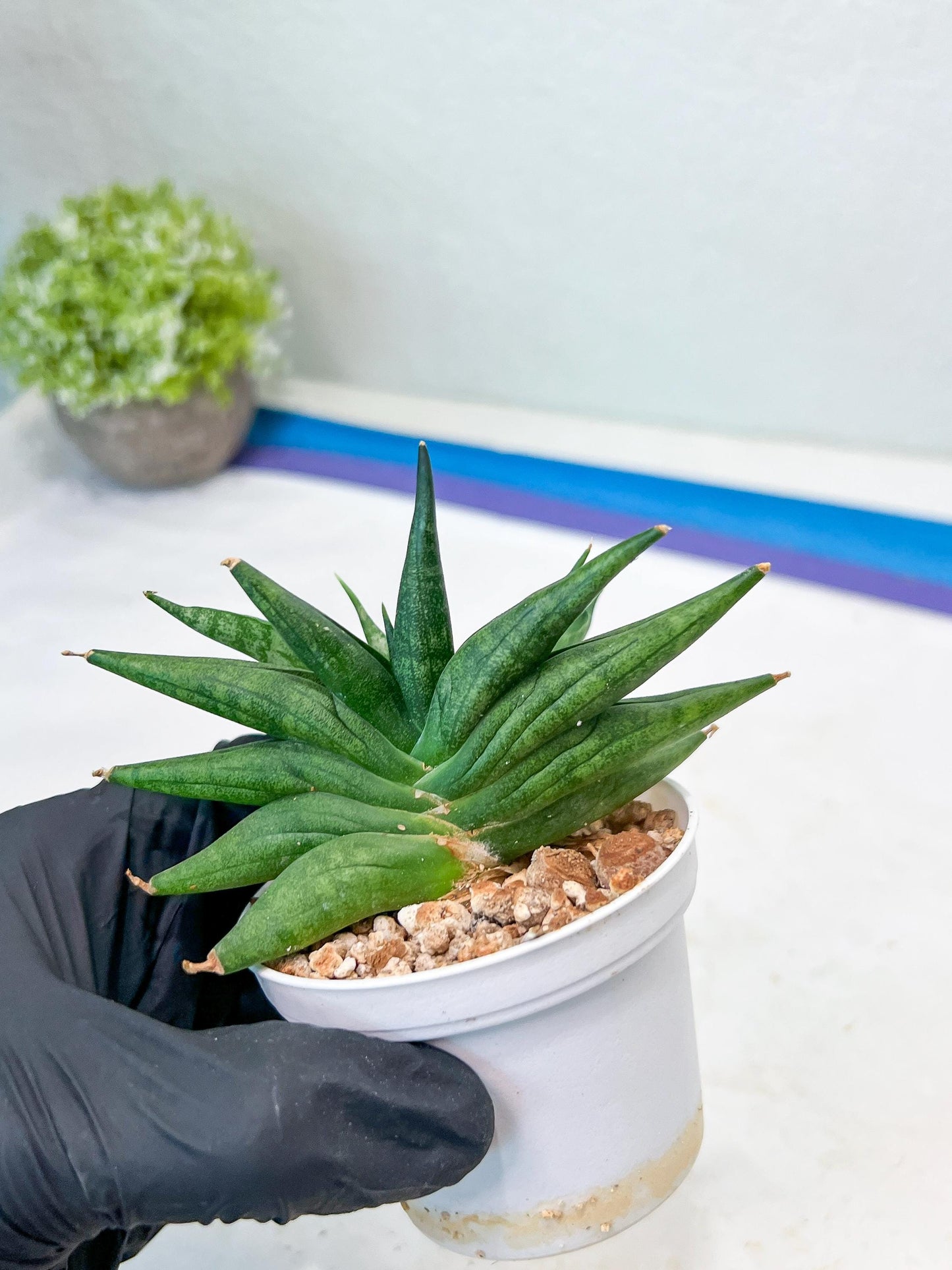 Sansevieria Crazy Crab (#AC4) | Imported Hybrid Snake Plants