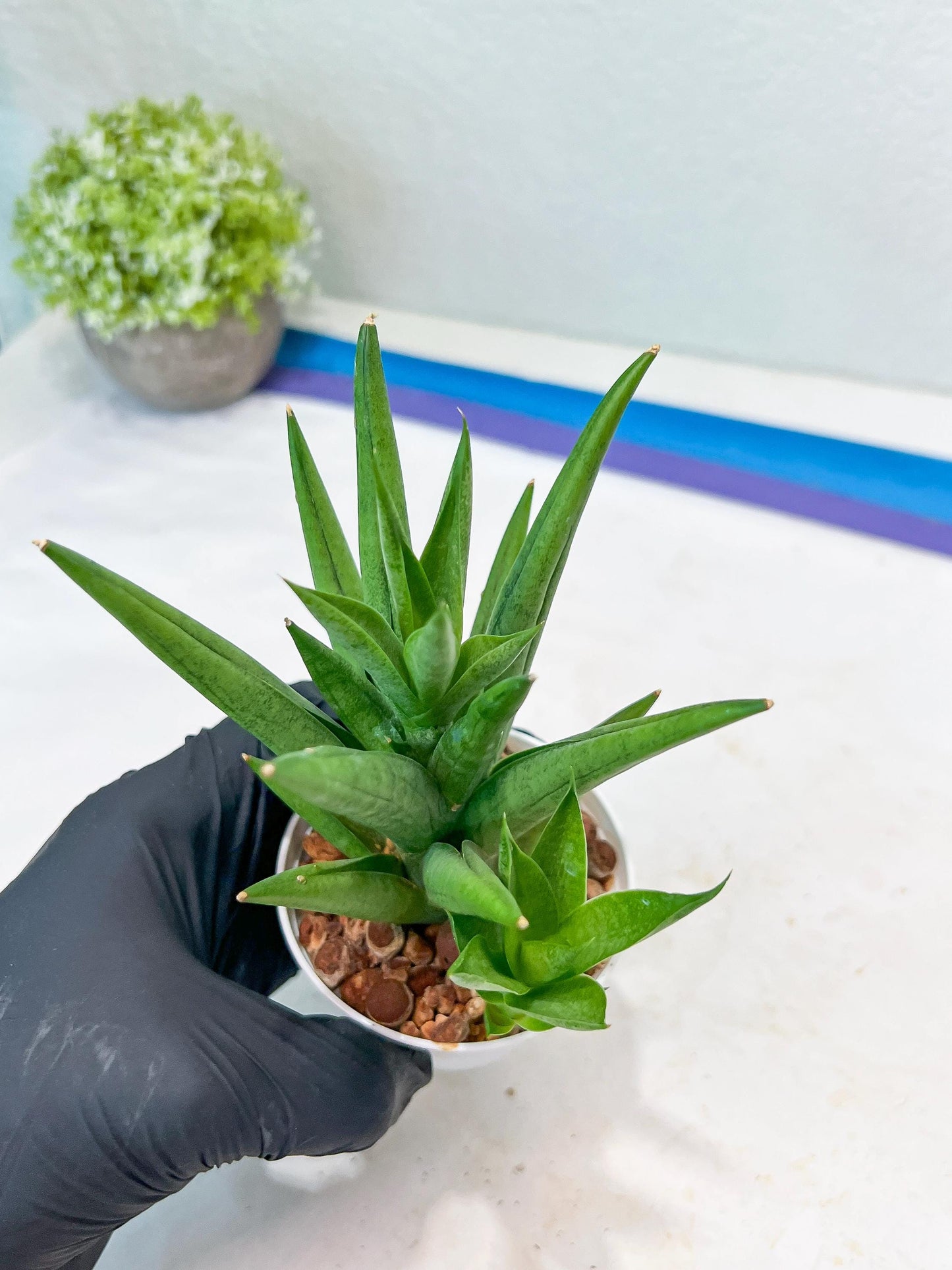 Sansevieria Snow Fountain (#AC3) | Select Your Unique Green Rarity