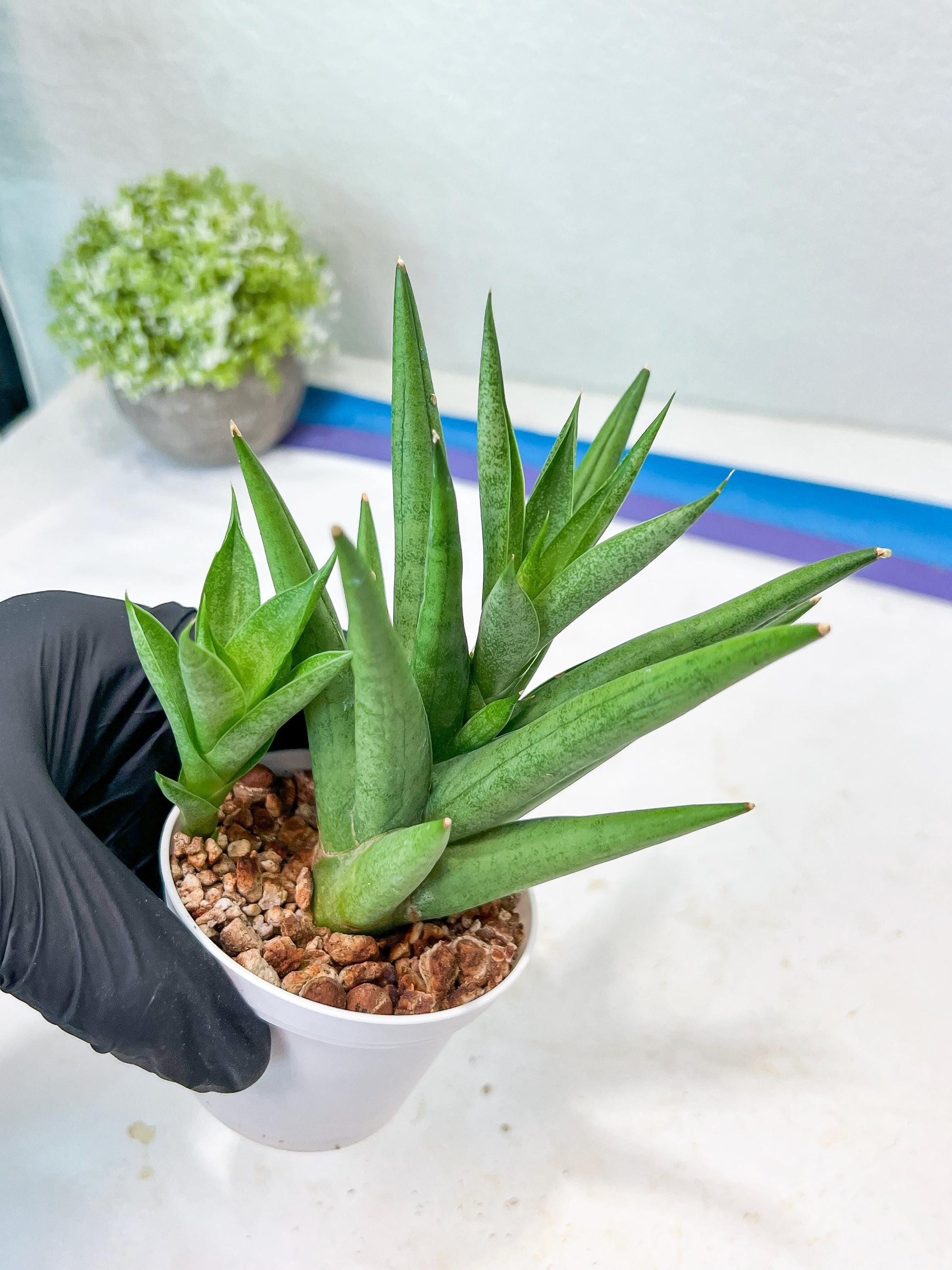 Sansevieria Snow Fountain (#AC3) | Select Your Unique Green Rarity