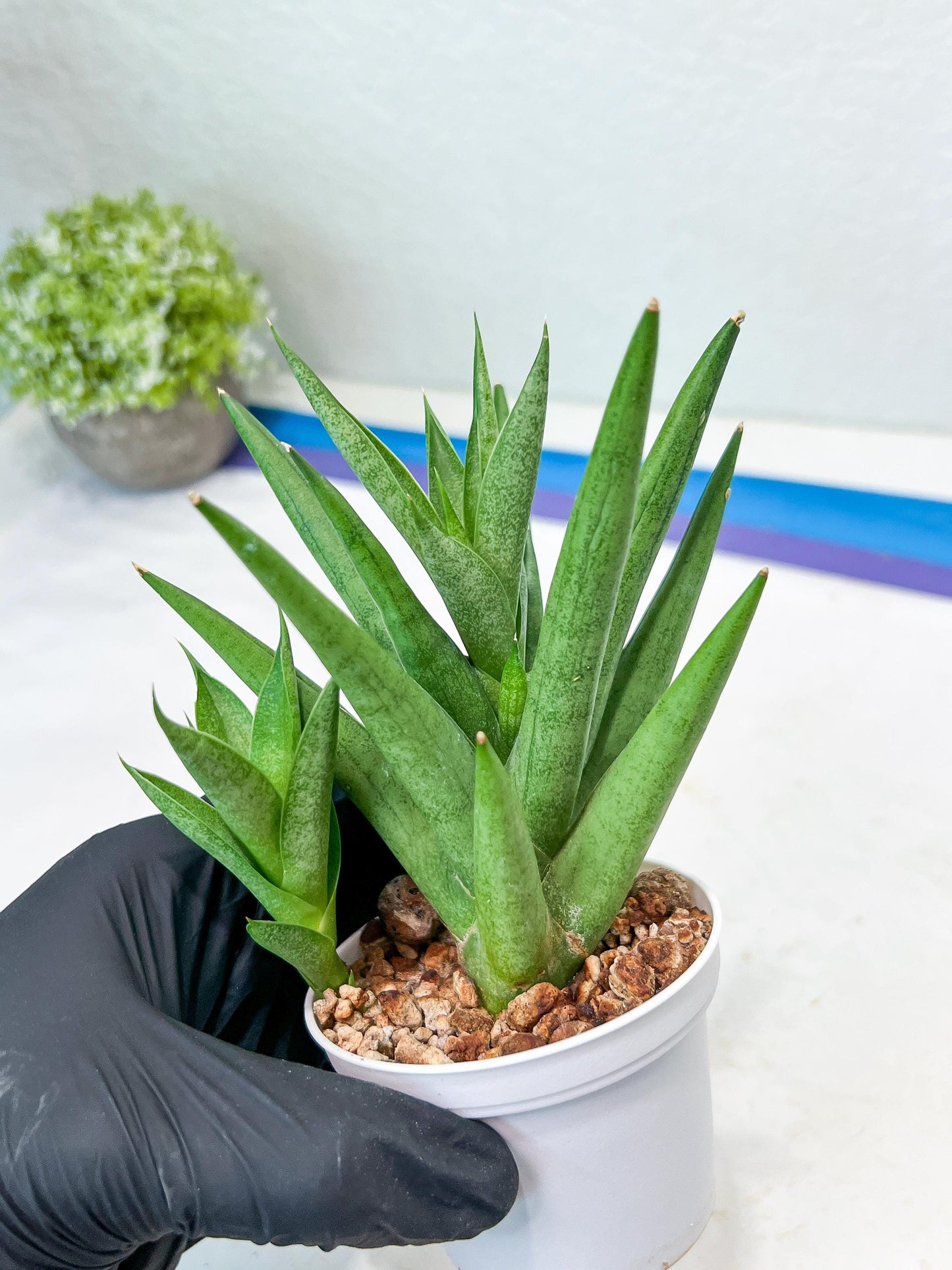 Sansevieria Snow Fountain (#AC3) | Select Your Unique Green Rarity