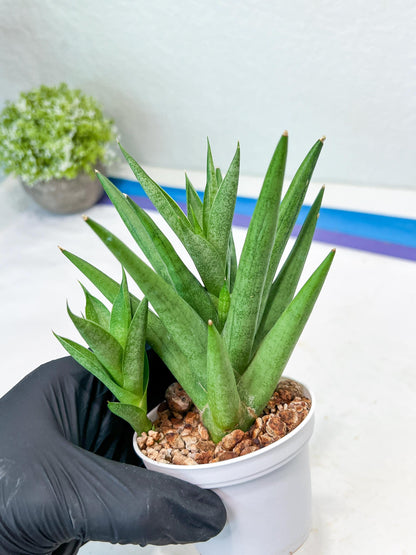 Sansevieria Snow Fountain (#AC3) | Select Your Unique Green Rarity