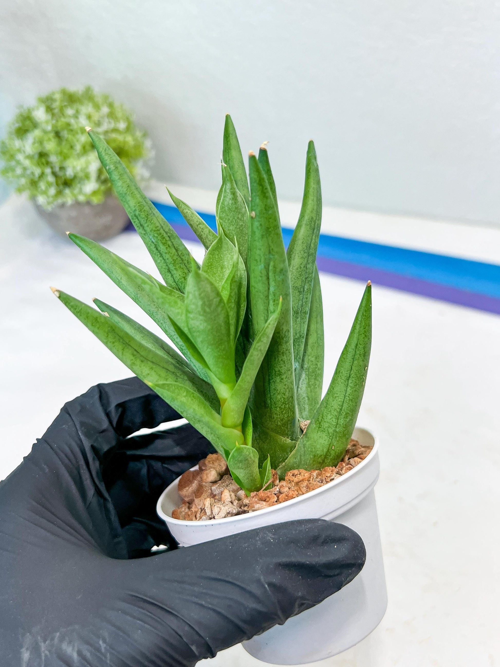 Sansevieria Snow Fountain (#AC3) | Select Your Unique Green Rarity