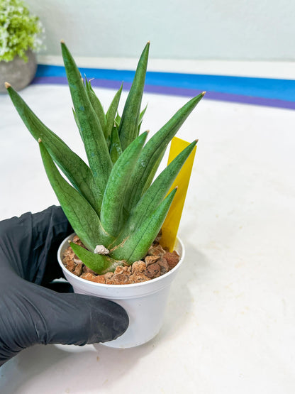 Sansevieria Snow Fountain (#AC3) | Select Your Unique Green Rarity