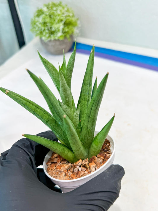 Sansevieria Snow Fountain (#AC3) | Select Your Unique Green Rarity