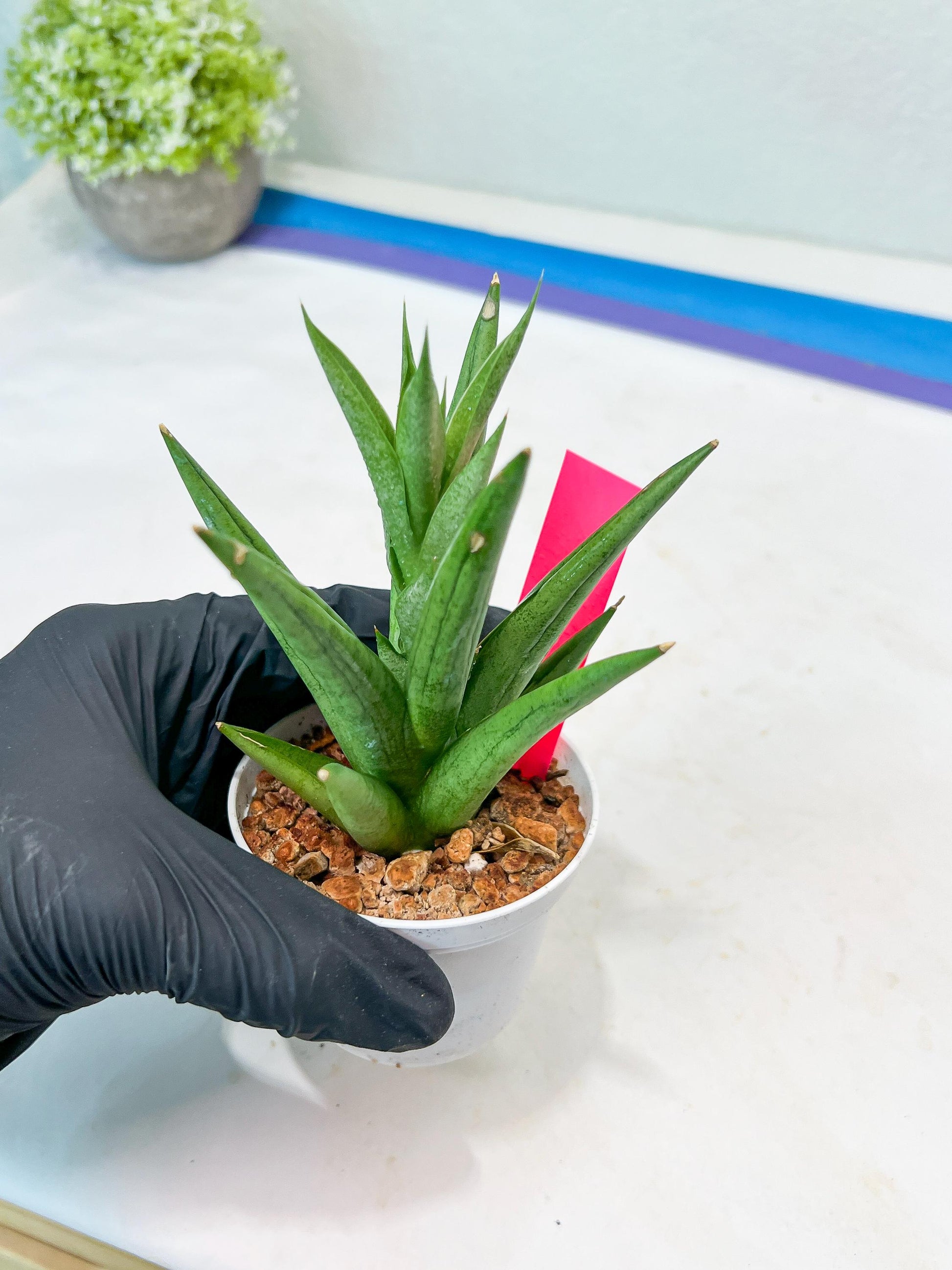 Sansevieria Snow Fountain (#AC3) | Select Your Unique Green Rarity