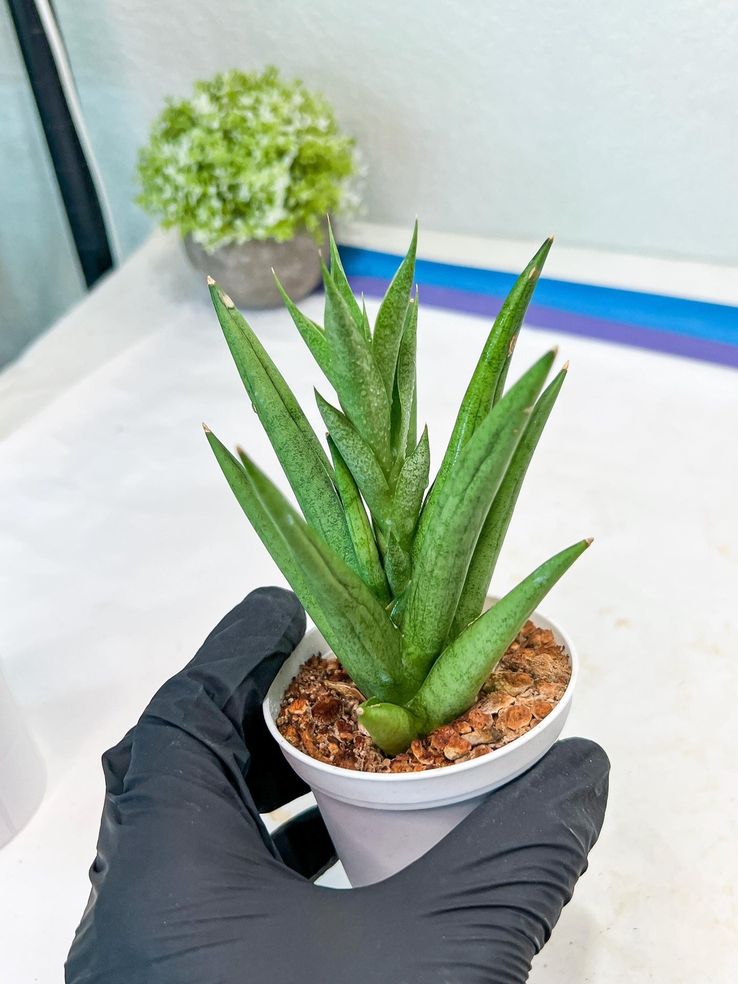 Sansevieria Snow Fountain (#AC3) | Select Your Unique Green Rarity