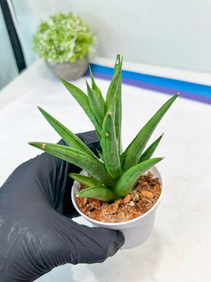 Sansevieria Snow Fountain (#AC3) | Select Your Unique Green Rarity