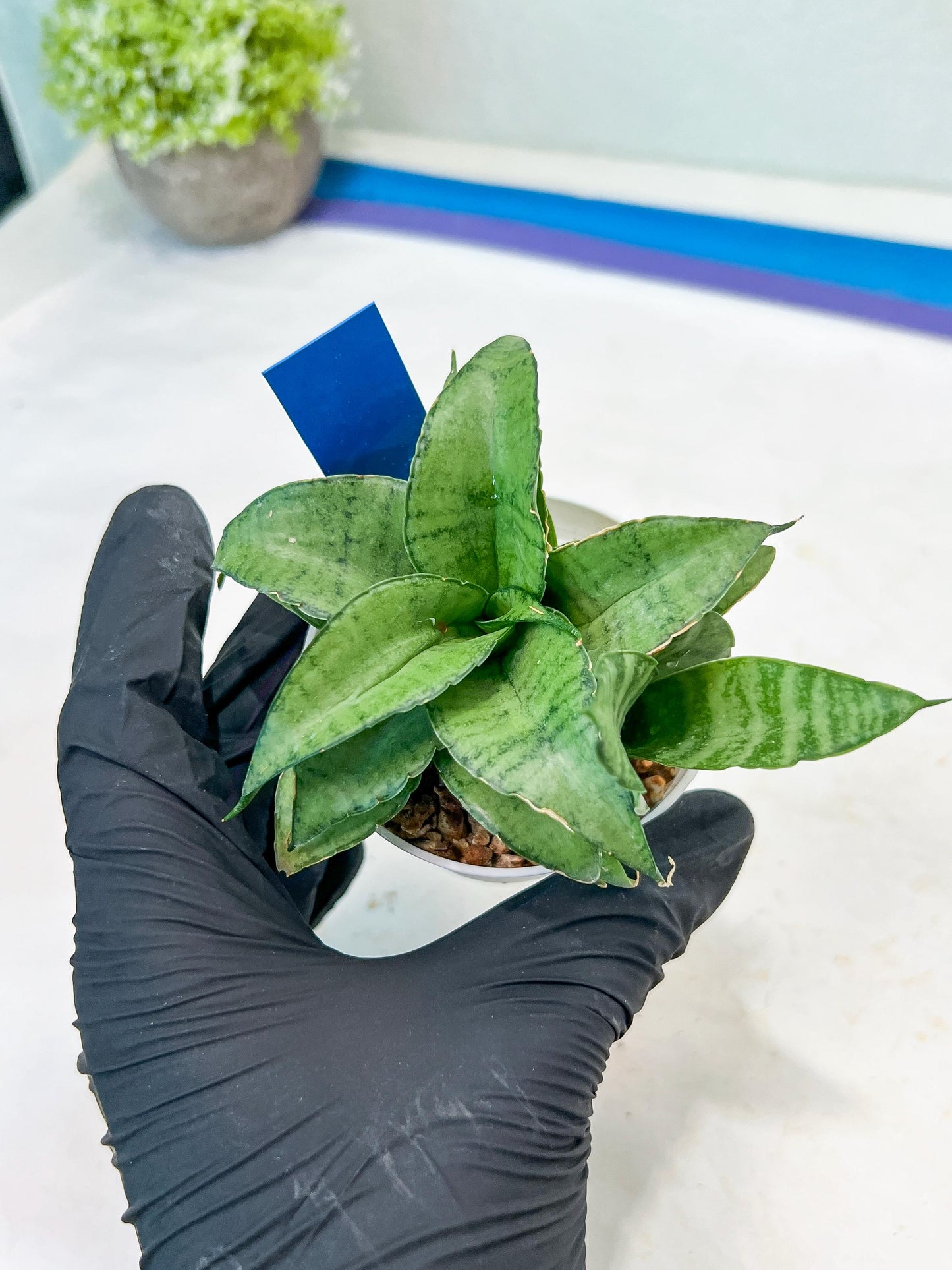 Sansevieria Silver Marga (#AC6) | Imported Snake Plants