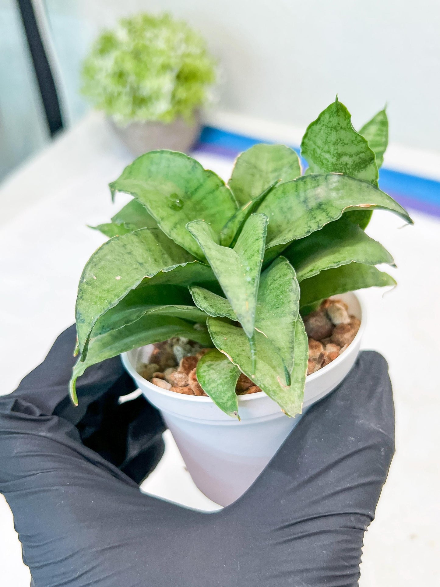 Sansevieria Silver Marga (#AC6) | Imported Snake Plants