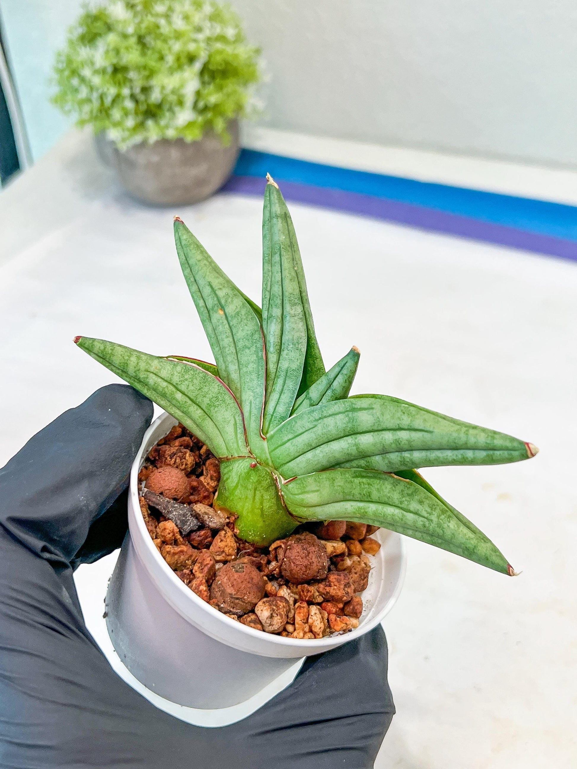 Sansevieria Vienna (#AC8) | Imported Plants