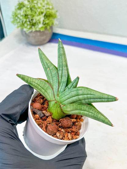 Sansevieria Vienna (#AC8) | Imported Plants