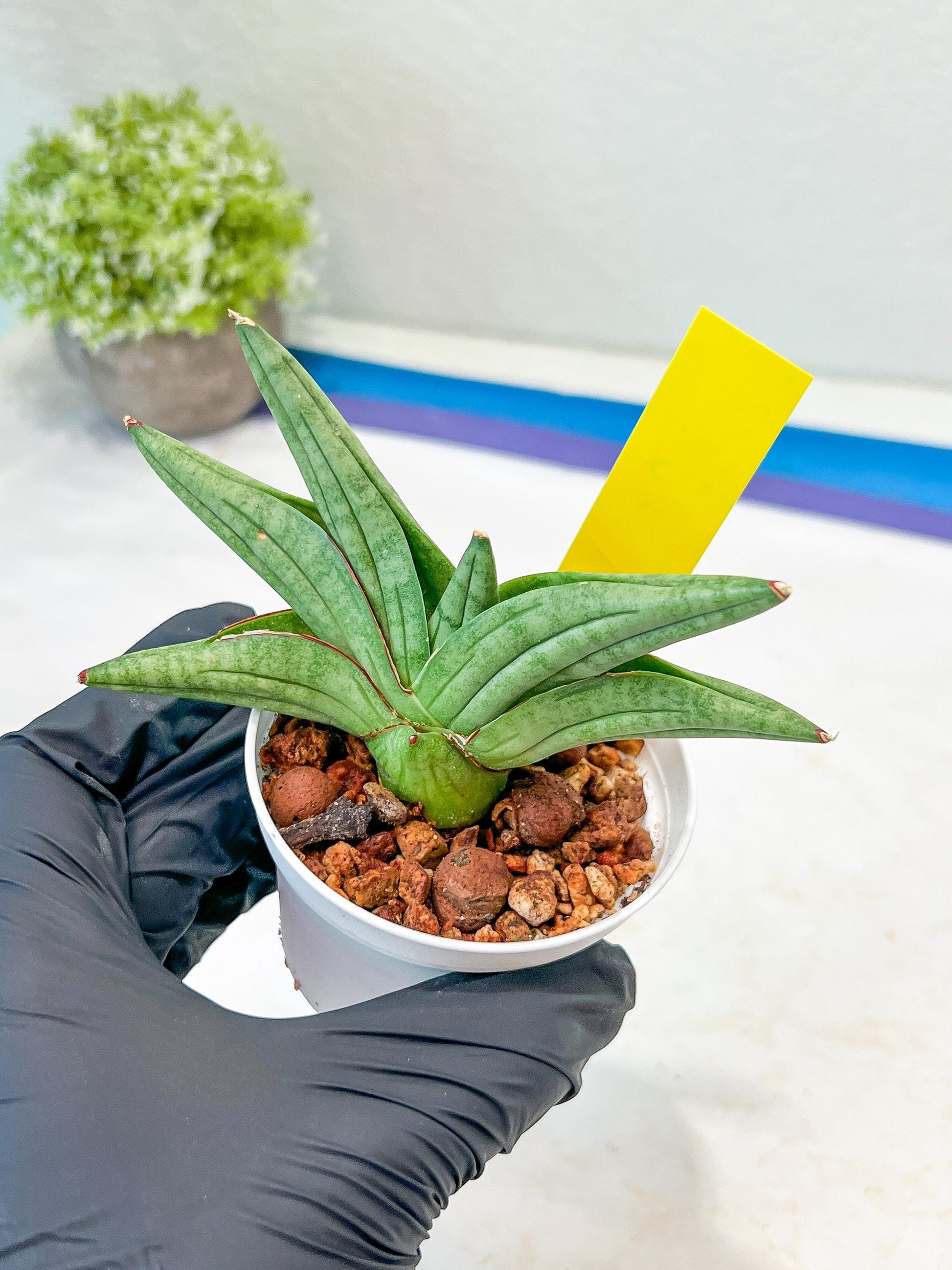 Sansevieria Vienna (#AC8) | Imported Plants