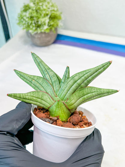 Sansevieria Vienna (#AC8) | Imported Plants
