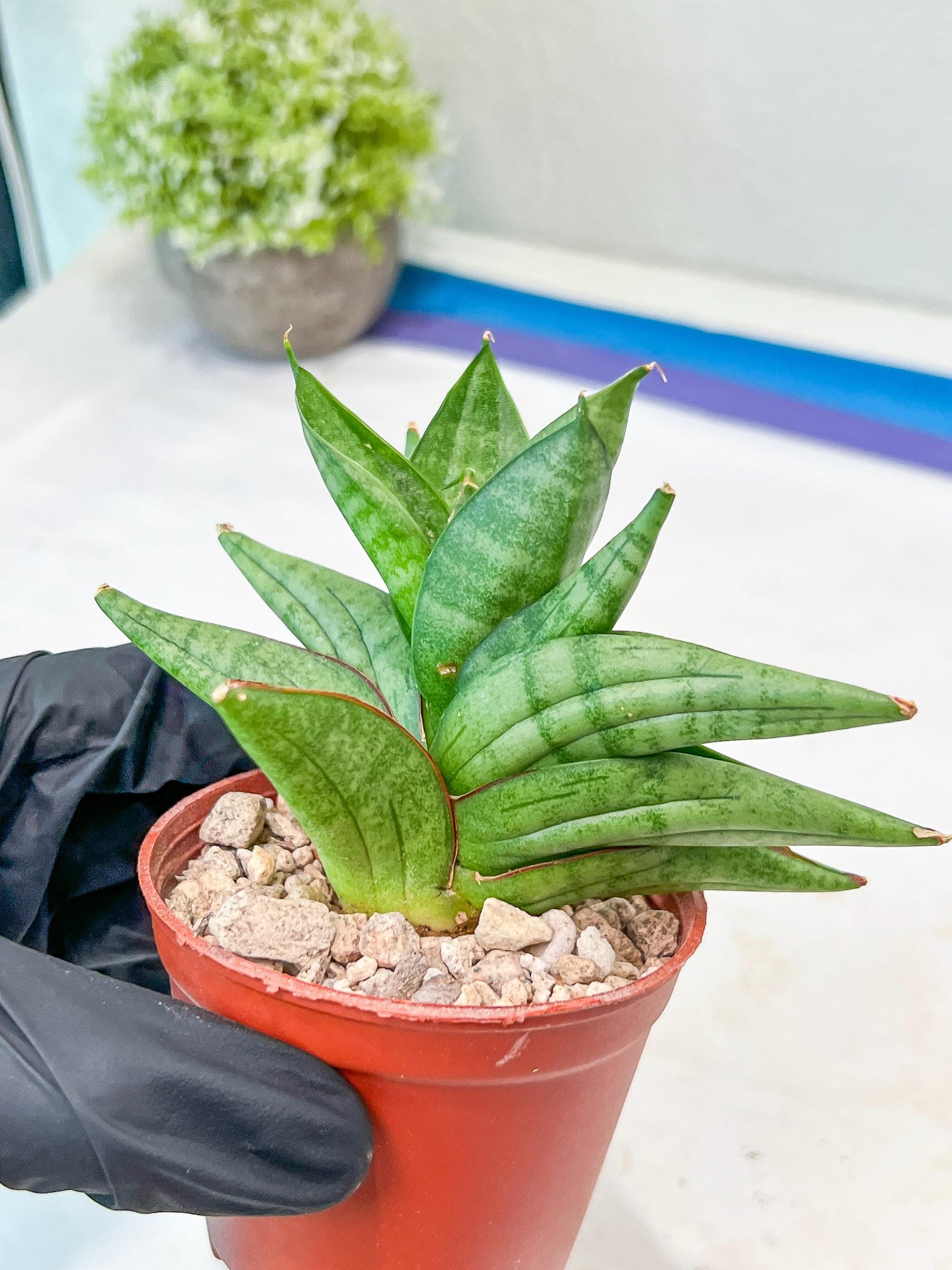 Sansevieria Vienna (#AC8) | Imported Plants