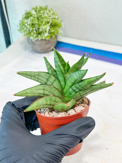 Sansevieria Vienna (#AC8) | Imported Plants