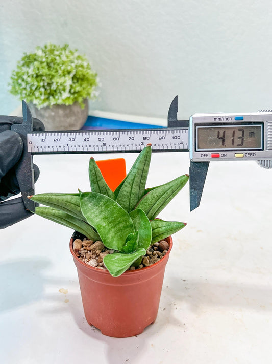 Sansevieria Vienna (#AC8) | Imported Plants
