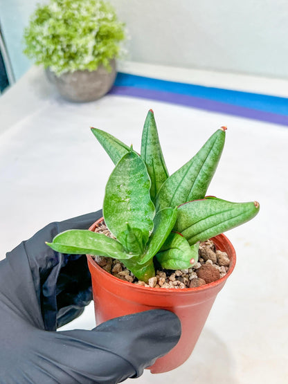 Sansevieria Vienna (#AC8) | Imported Plants