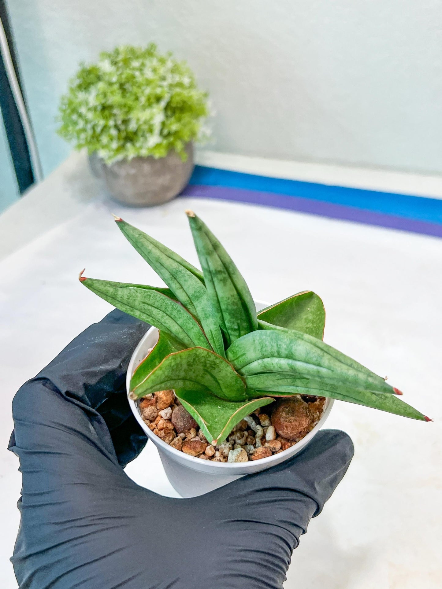 Sansevieria Vienna (#AC8) | Imported Plants