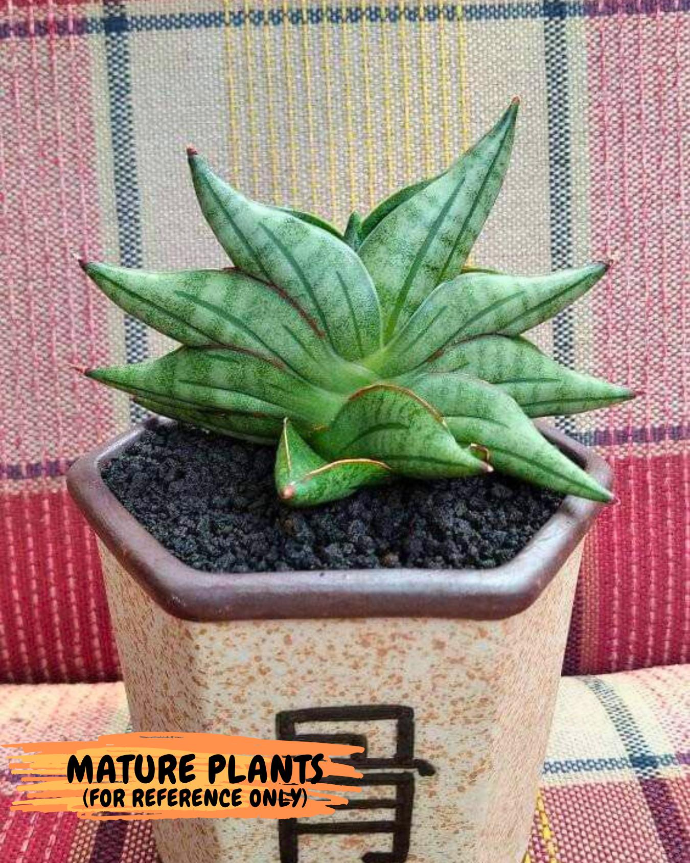 Sansevieria Vienna (#AC8) | Imported Plants