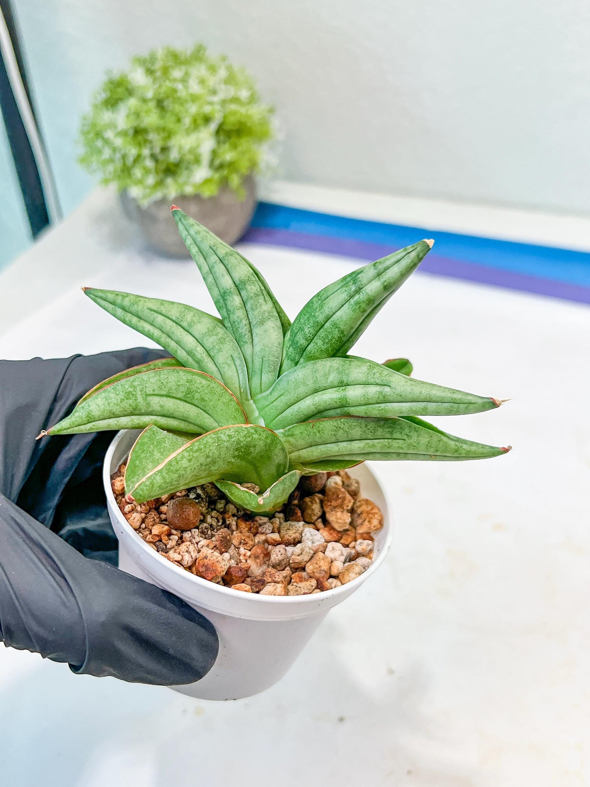 Sansevieria Vienna (#AC8) | Imported Plants