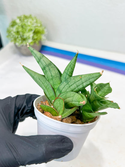 Sansevieria Vienna (#AC8) | Imported Plants