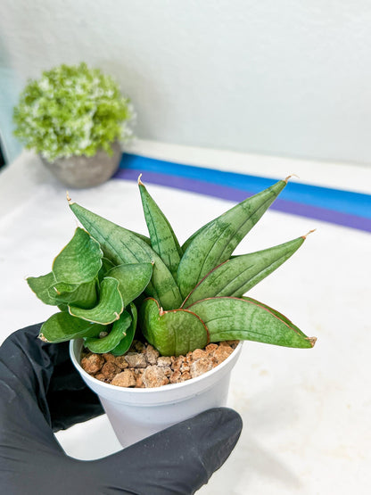 Sansevieria Vienna (#AC8) | Imported Plants