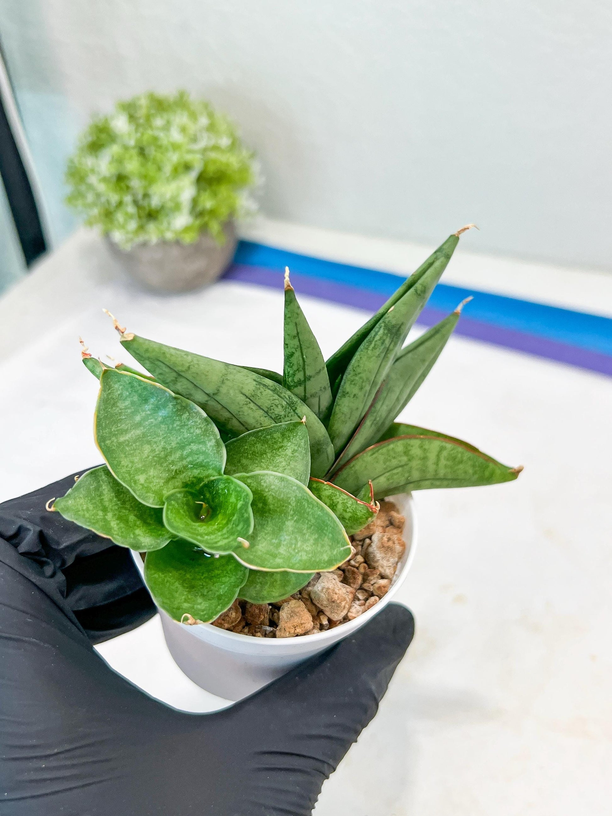 Sansevieria Vienna (#AC8) | Imported Plants