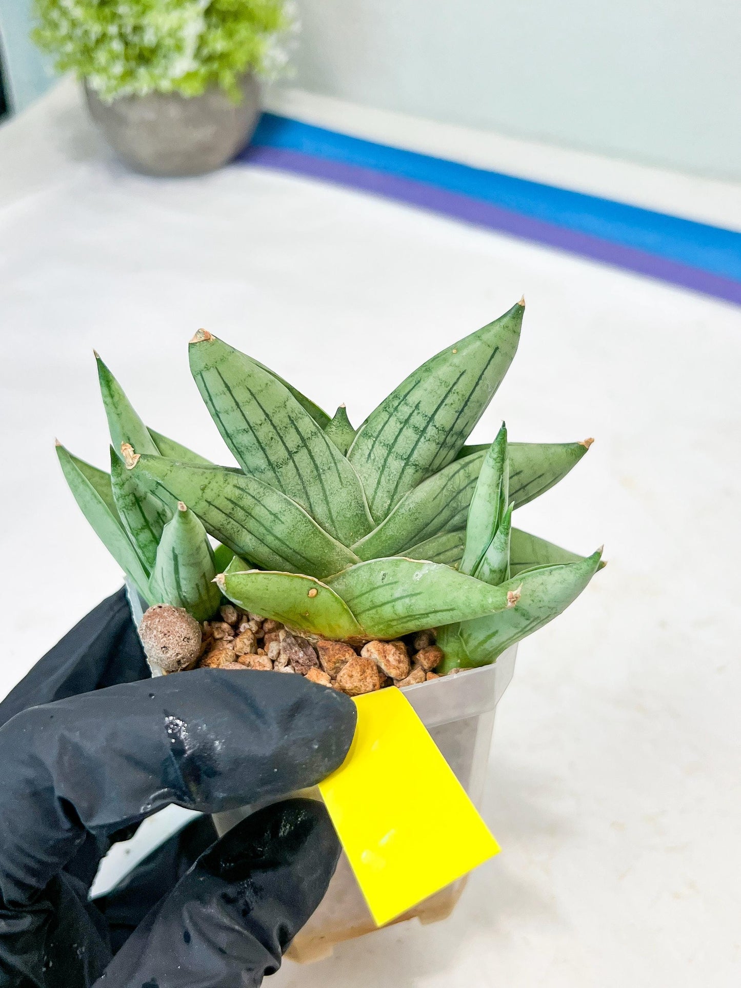 Sansevieria Toob (#AC14) | Rare Imported House Plants | Rare Hybrids