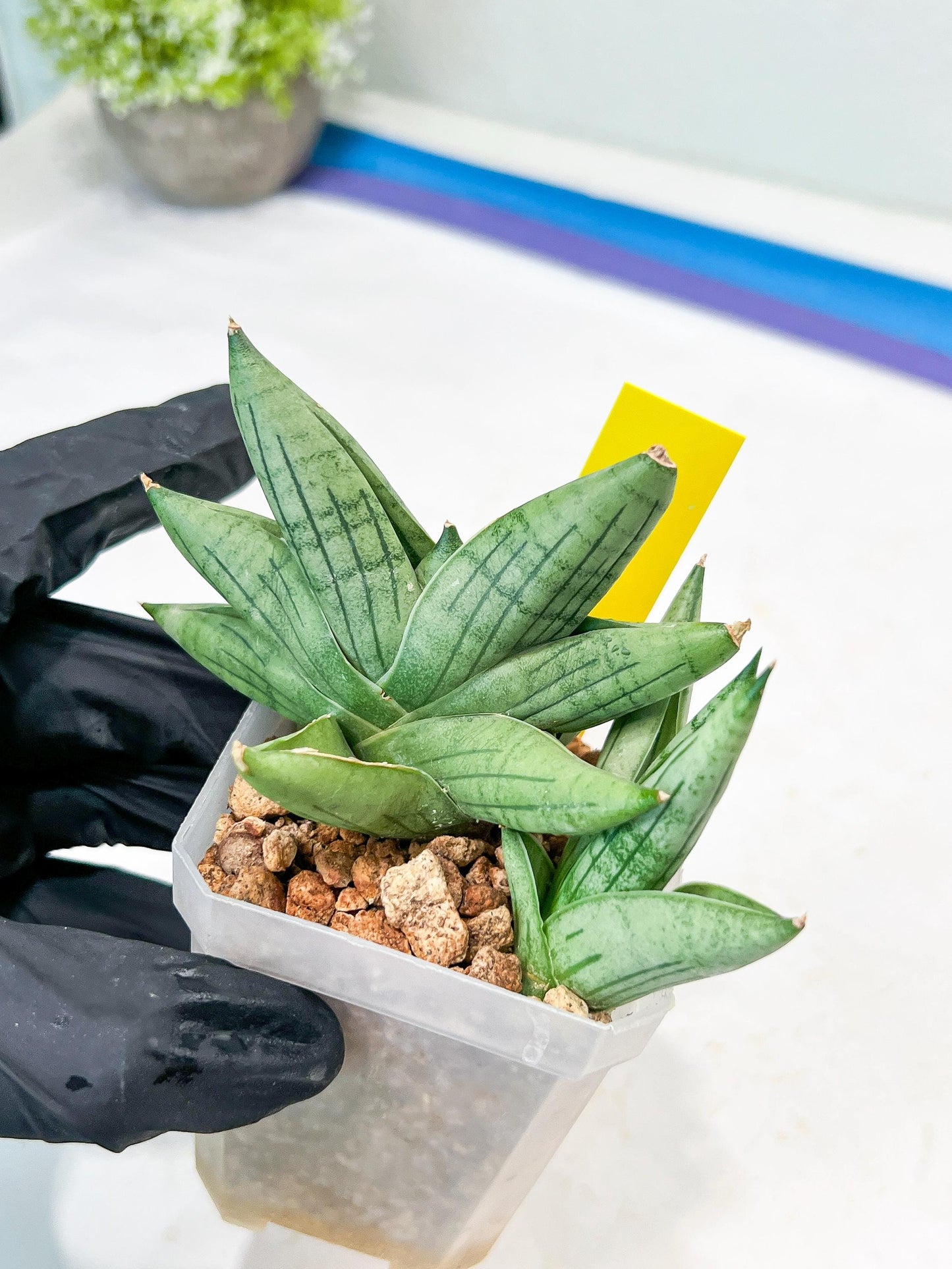 Sansevieria Toob (#AC14) | Rare Imported House Plants | Rare Hybrids