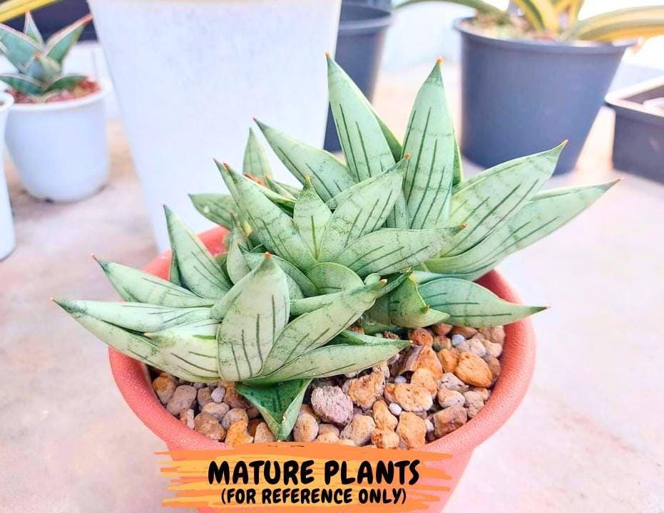 Sansevieria Toob (#AC14) | Rare Imported House Plants | Rare Hybrids