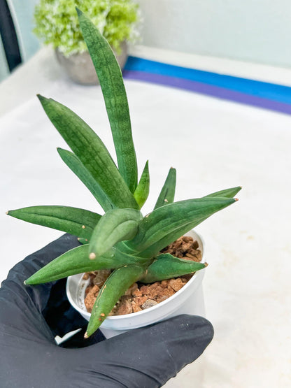Sansevieria Virdi lisciu (#AC17) | Rare Hybrids