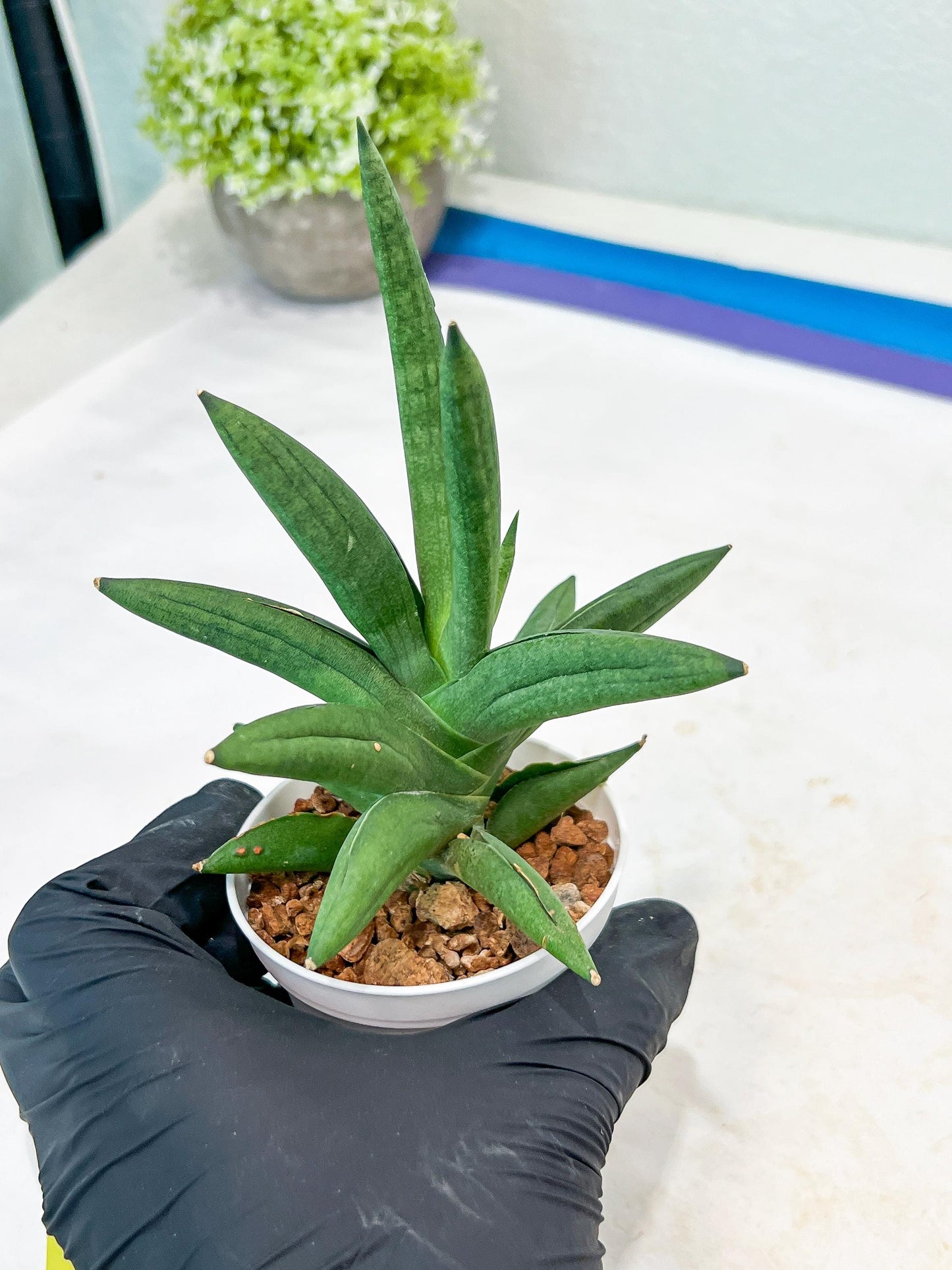 Sansevieria Virdi lisciu (#AC17) | Rare Hybrids