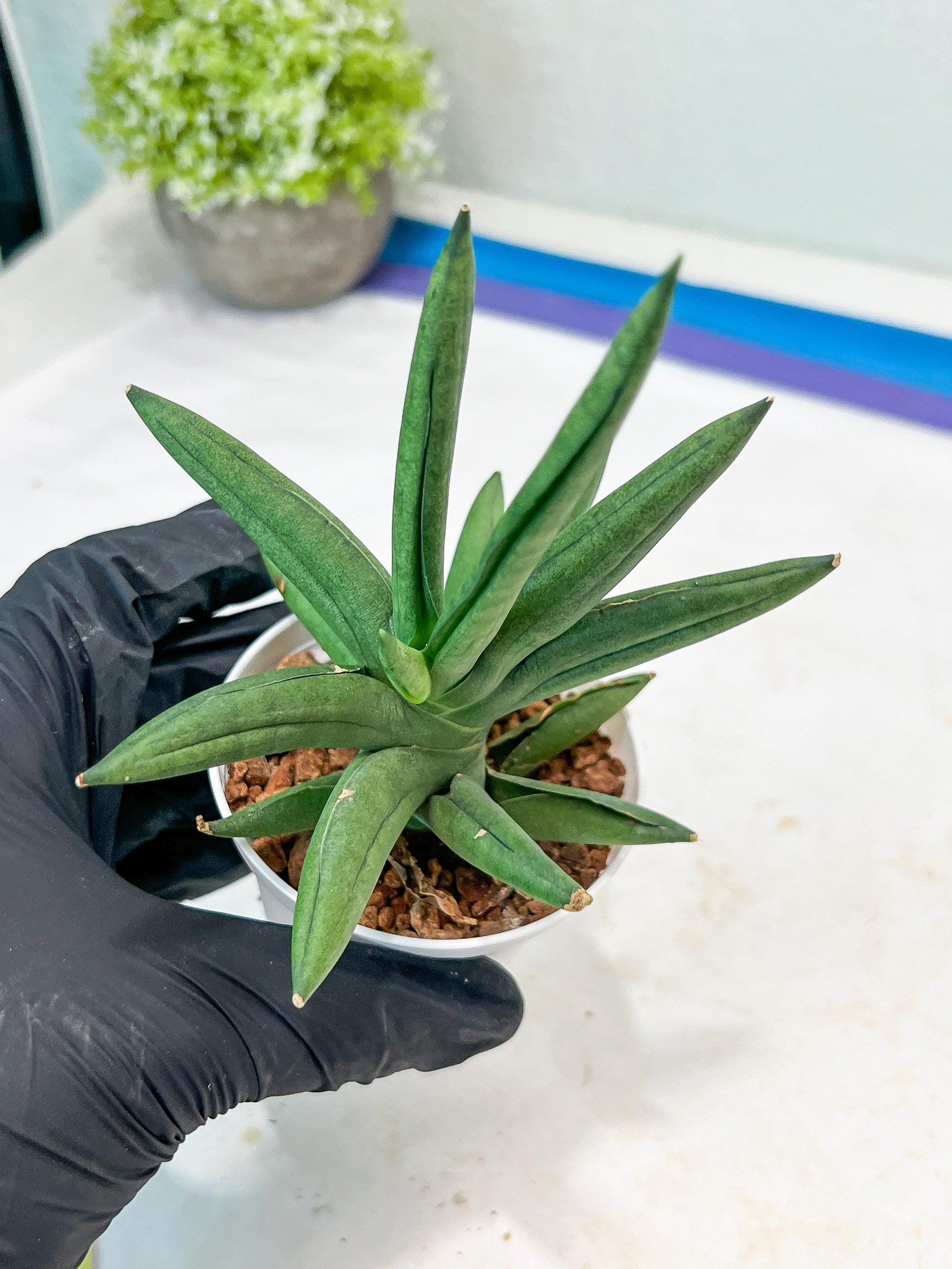 Sansevieria Virdi lisciu (#AC17) | Rare Hybrids