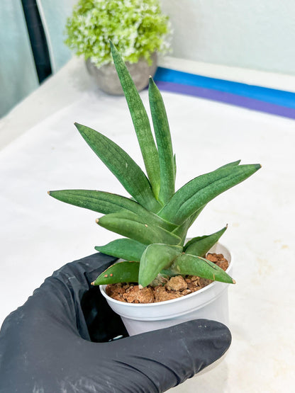 Sansevieria Virdi lisciu (#AC17) | Rare Hybrids