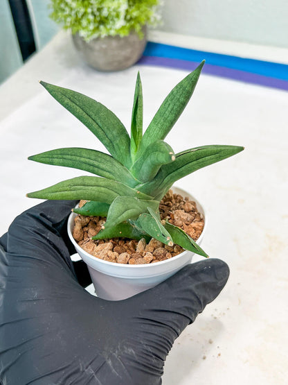 Sansevieria Virdi lisciu (#AC17) | Rare Hybrids