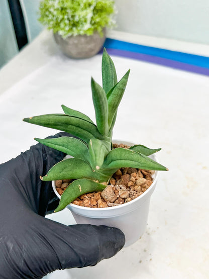 Sansevieria Virdi lisciu (#AC17) | Rare Hybrids