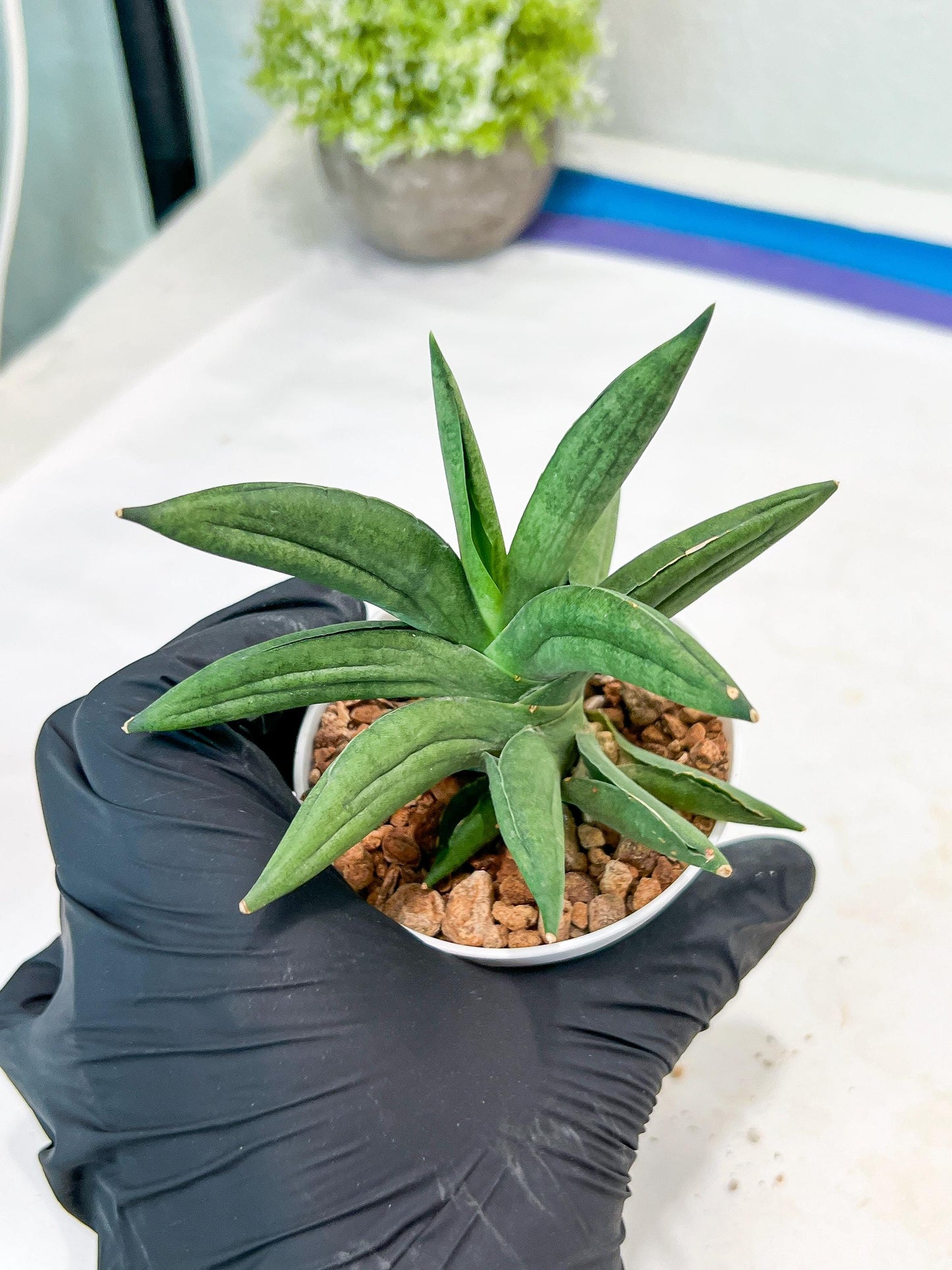 Sansevieria Virdi lisciu (#AC17) | Rare Hybrids