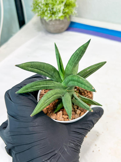 Sansevieria Virdi lisciu (#AC17) | Rare Hybrids