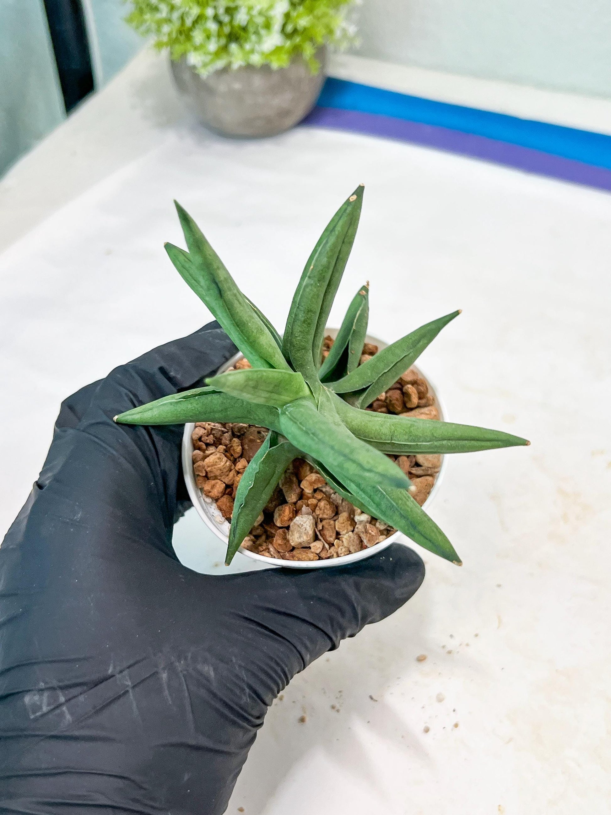 Sansevieria Virdi lisciu (#AC17) | Rare Hybrids