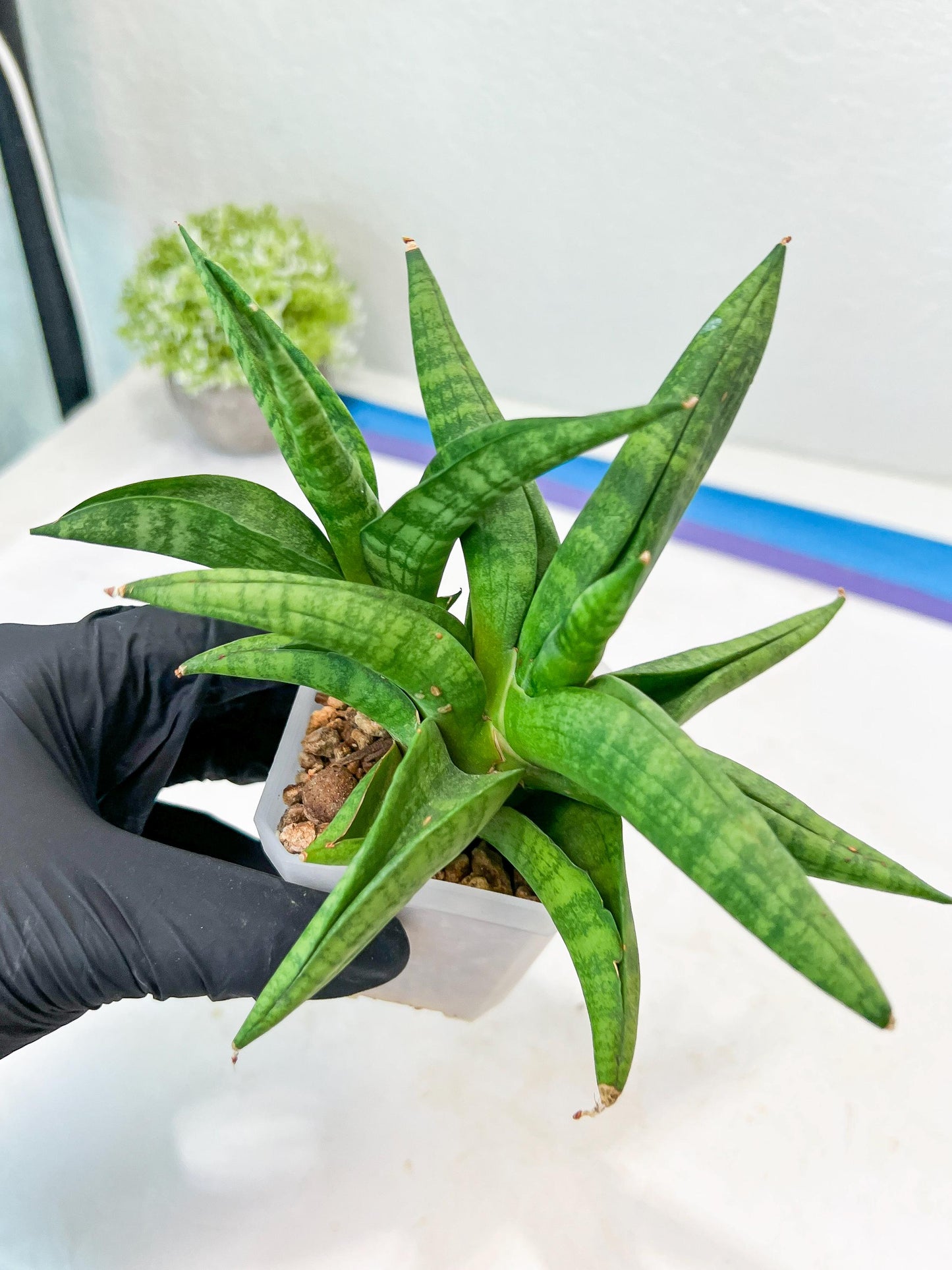 Sansevieria Fighter/Ch17023 (#AC12) | Imported Snake Plants