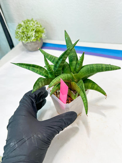 Sansevieria Fighter/Ch17023 (#AC12) | Imported Snake Plants