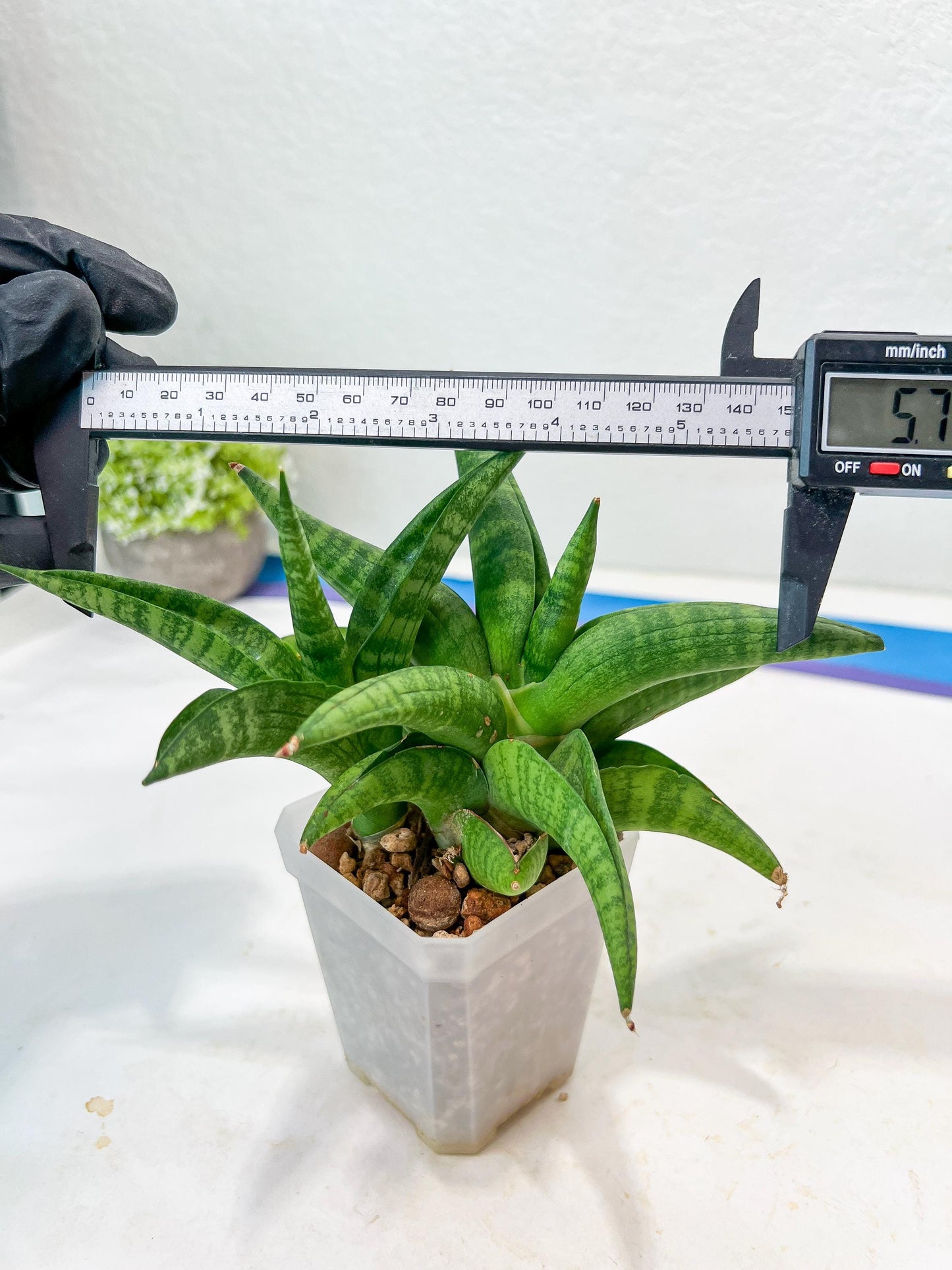 Sansevieria Fighter/Ch17023 (#AC12) | Imported Snake Plants