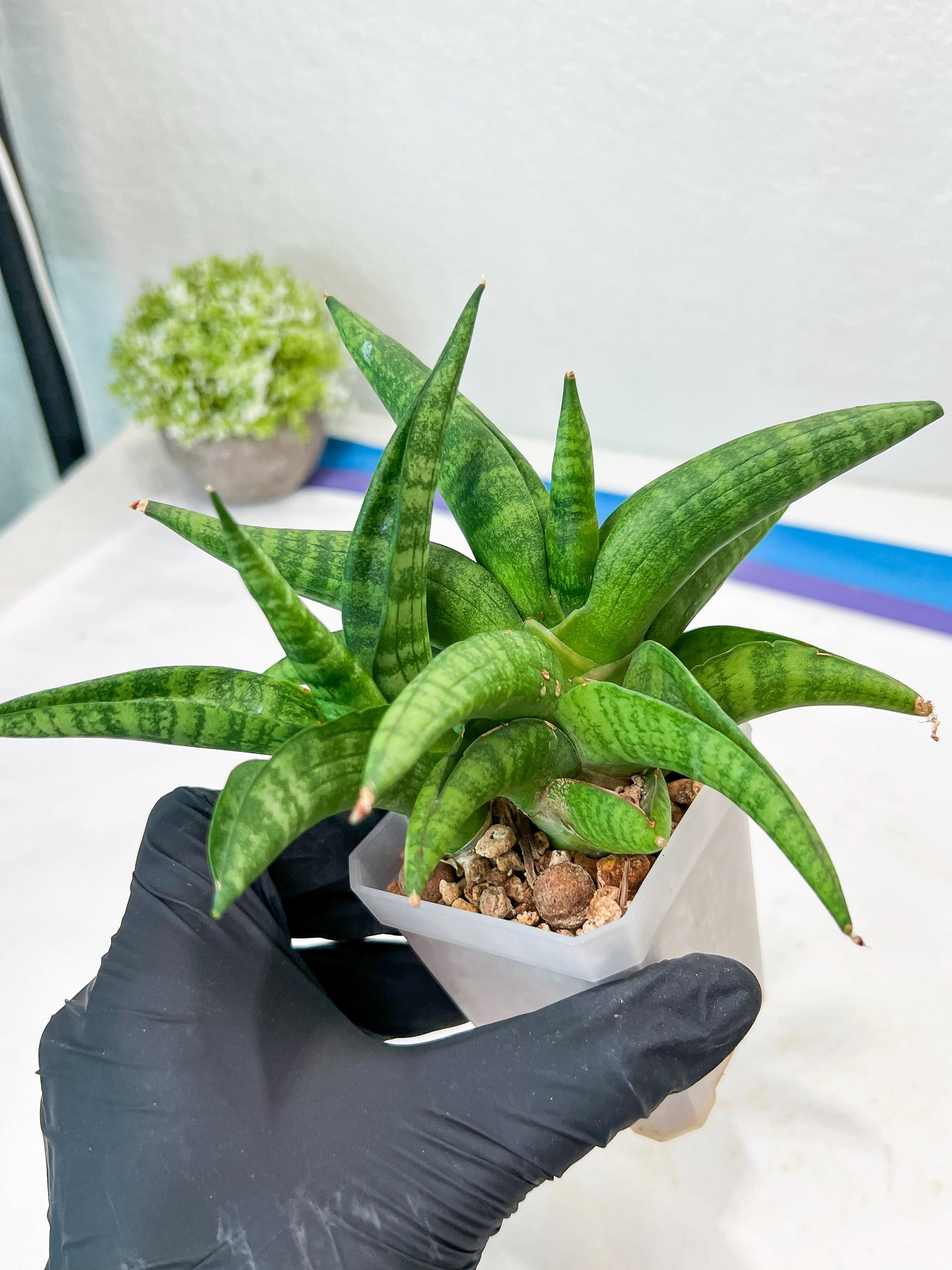 Sansevieria Fighter/Ch17023 (#AC12) | Imported Snake Plants