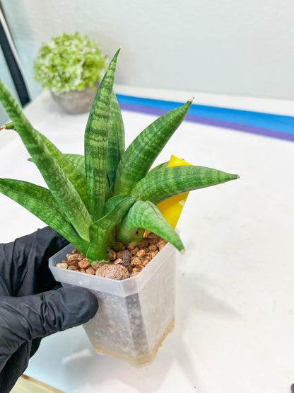 Sansevieria Fighter/Ch17023 (#AC12) | Imported Snake Plants