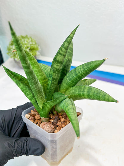 Sansevieria Fighter/Ch17023 (#AC12) | Imported Snake Plants