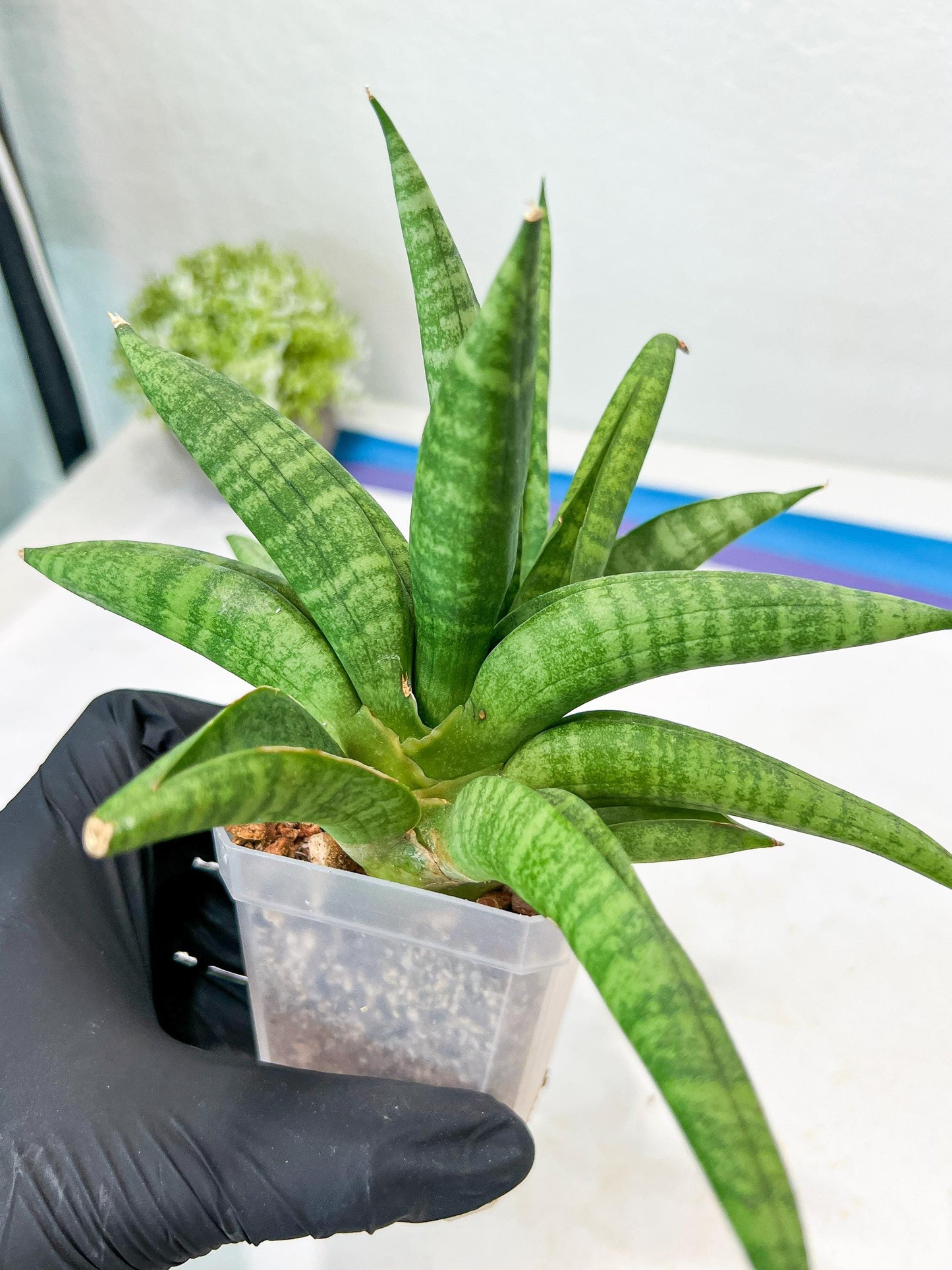 Sansevieria Fighter/Ch17023 (#AC12) | Imported Snake Plants