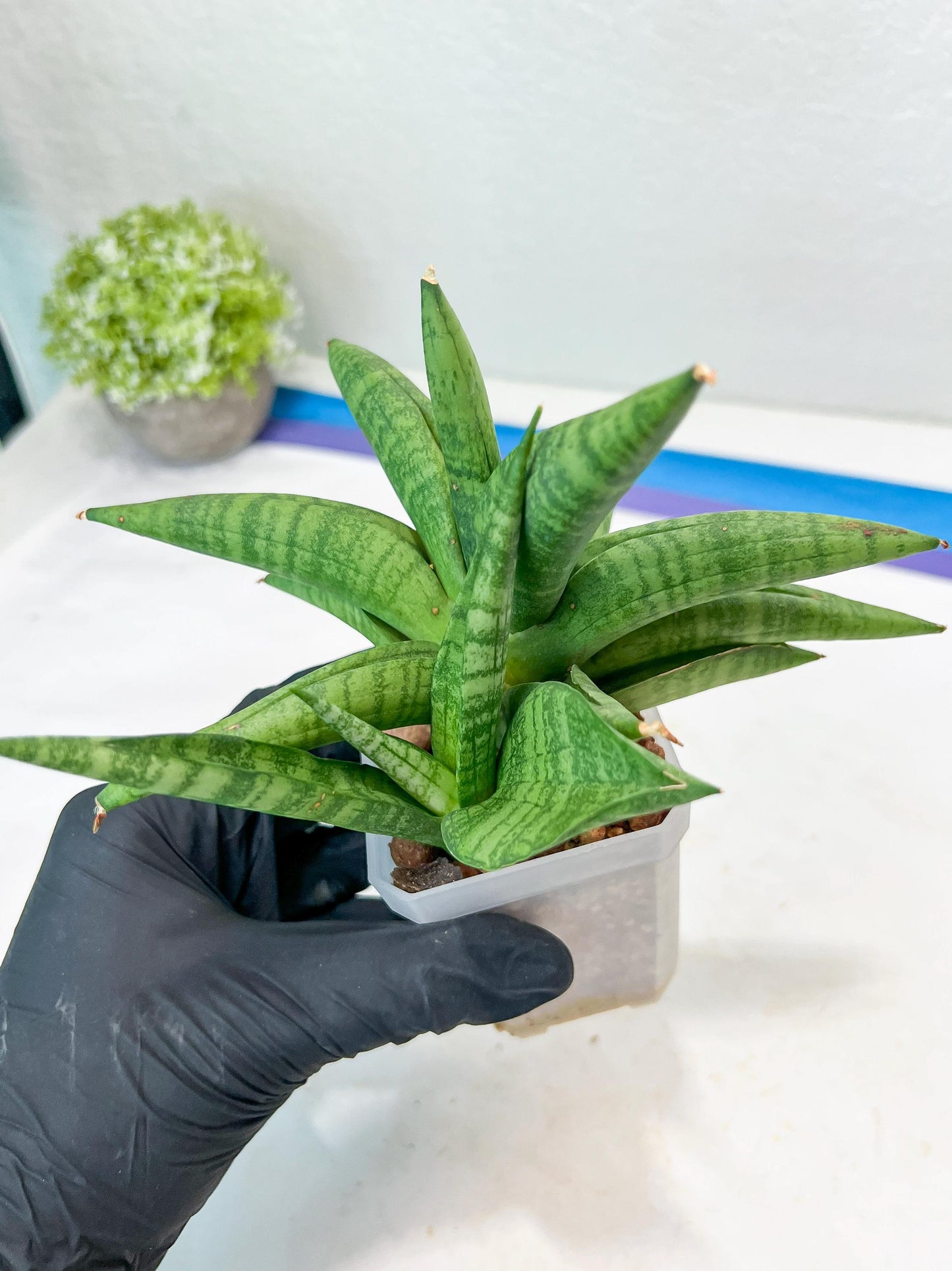 Sansevieria Fighter/Ch17023 (#AC12) | Imported Snake Plants