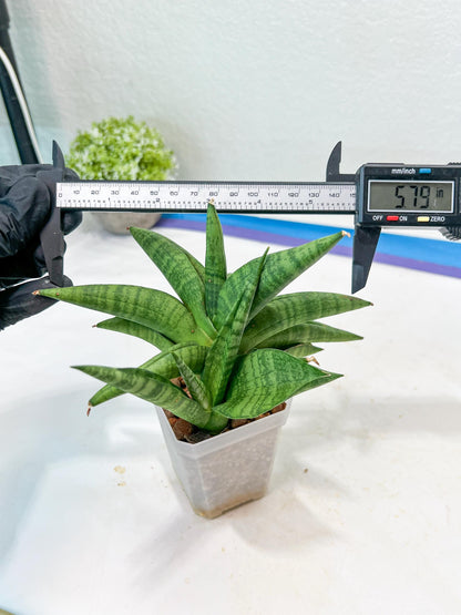 Sansevieria Fighter/Ch17023 (#AC12) | Imported Snake Plants