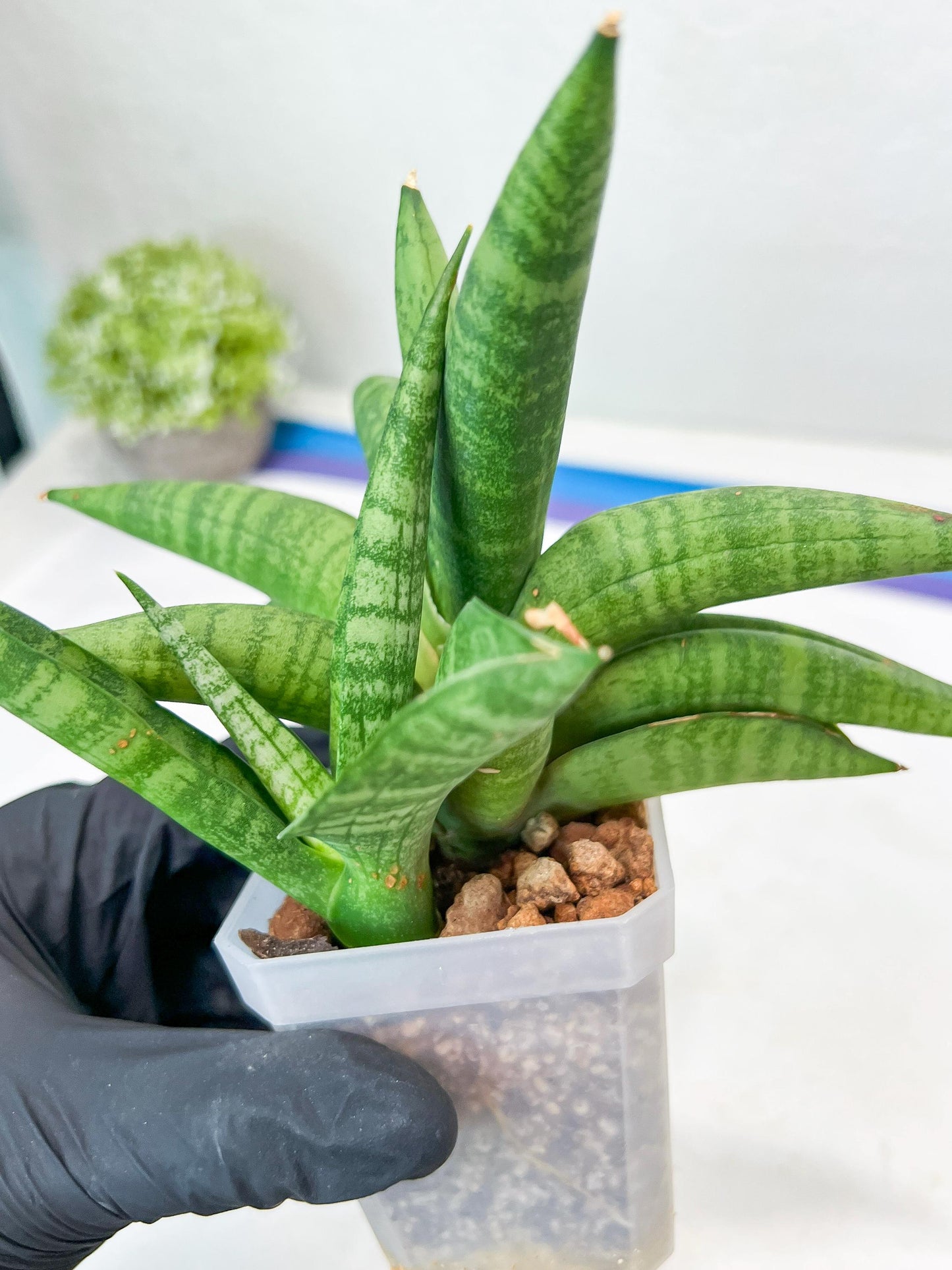 Sansevieria Fighter/Ch17023 (#AC12) | Imported Snake Plants