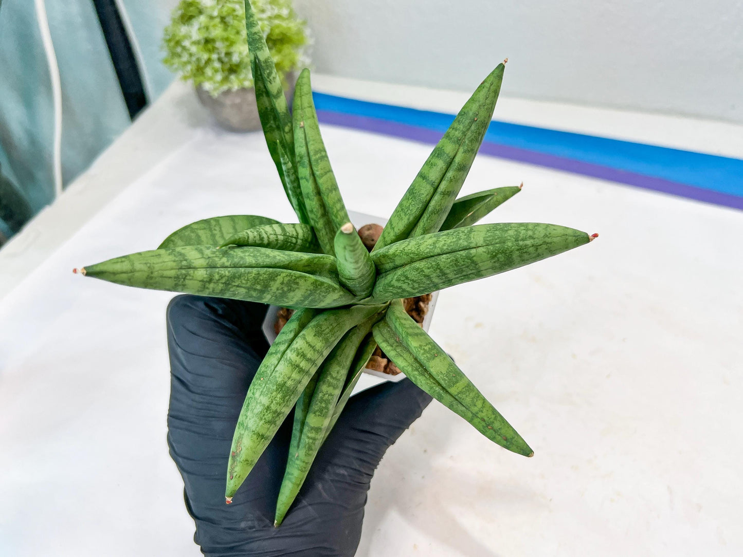 Sansevieria Fighter/Ch17023 (#AC12) | Imported Snake Plants